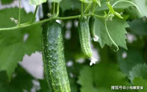 网红吃瓜网站推荐一下,热门事件深度解析，带你领略网络热点背后的真相  第3张